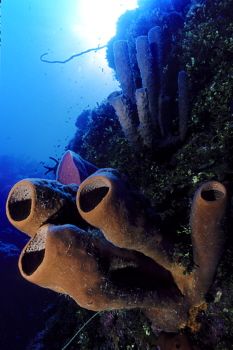 Tube sponges in the Cayman Islands by Eric Bancroft 